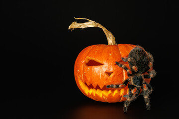 Tarantula on pumpkin. Spider isolated on black background. Halloween holiday concept