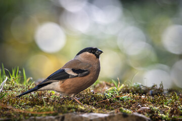 Bullfinch (Pyrrhula) , bird with a big powerful beak , resting on ground and eat sunflower seeds