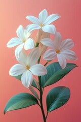 Beautiful Blooming Jasmine Flowers on Vibrant Pink Background