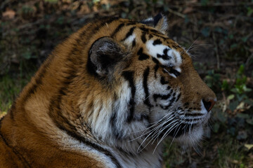 Close up view portrait of a Siberian tiger (Panthera tigris altaica)