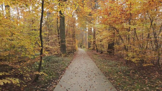 Bicycle path runs through a tranquil forest in autumn, surrounded by brown and golden leaves. Push in movement.