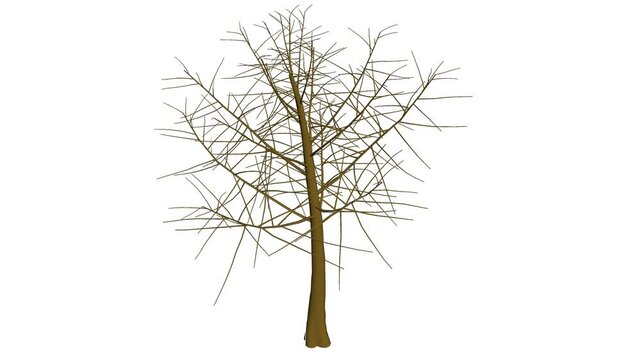 tree plant growth stages from roots to treetop, tree plant grow stages from roots to tree height, tree grwoth, plant growth