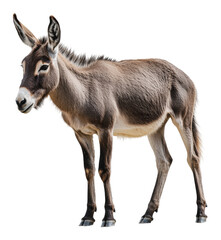 Fototapeta premium PNG Young donkey standing gracefully in a farmyard