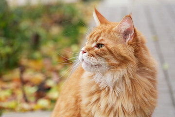 A portrait of a red Maine Coon cat sitting in a garden. Close up.
