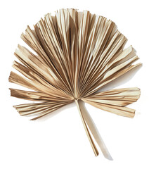 PNG Unique dried leaf art on white