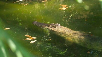 Crocodile swimming in murky green water with foliage and floating leaves, wild reptile habitat. Wildlife and Nature