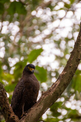 A serpent eagle sitting on a branch of a tree.