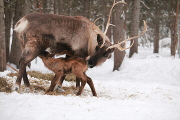 Alaskan Reindeer in Calving Season