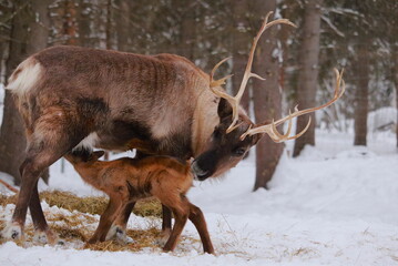 Alaskan Reindeer in Calving Season