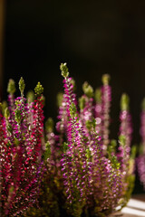 Close-up of blooming red heather in a container on a dark background. Copy space