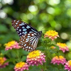 Naklejka premium Butterfly as a Queen 