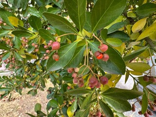 Euonymus Hamiltonianus reddish fruit capsule close-up. Branches with pink fruits of Hamilton's spindletree. Himalayan spindle, and Siebold's spindle, Hamiltonianus Winter Glory. Spine flower and seed.