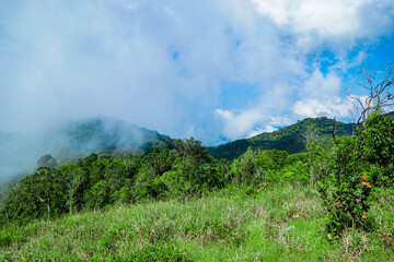 Exploring nature's serenity mountain landscape lush green forest outdoor adventure bright daylight tranquil setting eco-exploration