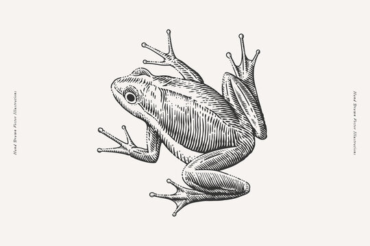 Illustration of a frog in an engraving style on a light background. Ideal for nature, wildlife, and educational themes.