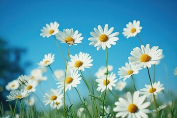 Fototapeta premium A bright and cheerful scene of a field covered in daisies, perfect for spring or summer themed images