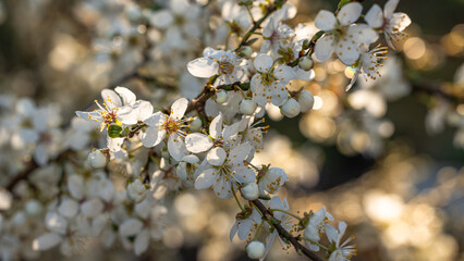 kwiat trawa roślina © Sawomir