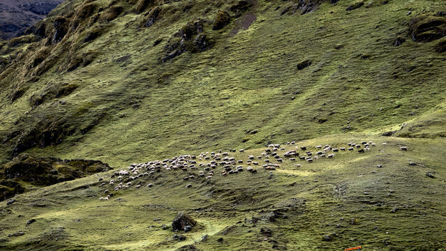 Herd of Sheep Grazing on a Green Hillside in the Peruvian Highlands - Powered by Adobe