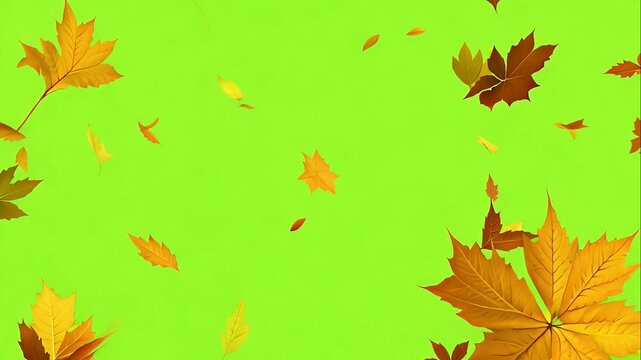 Animation of autumn leaves falling gently on a green screen
