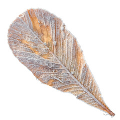 a withered leaf fallen from a tree, covered with frost and ice crystals