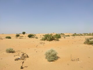 Desert landscape with golden sand dunes, scattered green shrubs, and a clear blue sky on a sunny day, showcasing arid and natural beauty, taken in Jaisalmer, Rajsthan, India