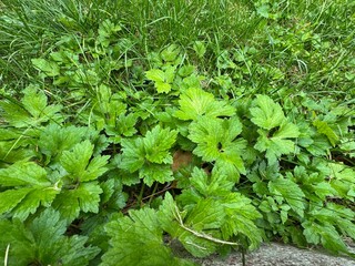 Close-up of fresh leaves of Ranunculus lanuginosus. Shiny leaves of Ranunculus lanuginosus wet in the rain. Commonly known as the wooly buttercup and downy buttercup. Family Ranunculaceae. 