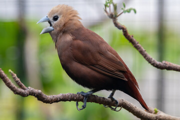 The white-headed munia (Lonchura maja) is a species of estrildid finch found in Indonesia, Malaysia, Singapore, Thailand and Vietnam