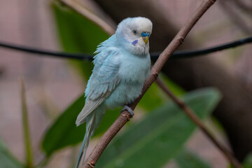 Obraz premium The budgerigar (Melopsittacus undulatus), also known as the common parakeet, shell parakeet or budgie is a small, long-tailed, seed-eating parrot native to Australia