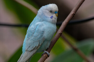 The budgerigar (Melopsittacus undulatus), also known as the common parakeet, shell parakeet or budgie is a small, long-tailed, seed-eating parrot native to Australia