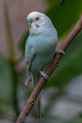 The budgerigar (Melopsittacus undulatus), also known as the common parakeet, shell parakeet or budgie is a small, long-tailed, seed-eating parrot native to Australia