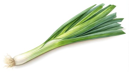 Green Onion Leaf Isolated on White Background, Fresh Green Onion Leaf Isolated  