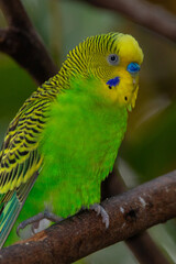 The budgerigar (Melopsittacus undulatus), also known as the common parakeet, shell parakeet or budgie is a small, long-tailed, seed-eating parrot native to Australia