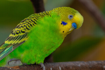 The budgerigar (Melopsittacus undulatus), also known as the common parakeet, shell parakeet or budgie is a small, long-tailed, seed-eating parrot native to Australia