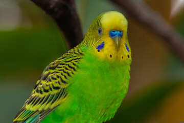 The budgerigar (Melopsittacus undulatus), also known as the common parakeet, shell parakeet or budgie is a small, long-tailed, seed-eating parrot native to Australia