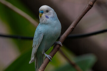 The budgerigar (Melopsittacus undulatus), also known as the common parakeet, shell parakeet or budgie is a small, long-tailed, seed-eating parrot native to Australia