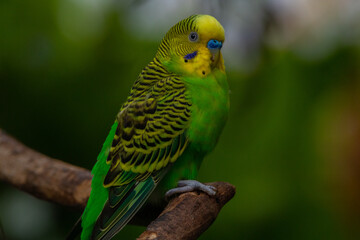 The budgerigar (Melopsittacus undulatus), also known as the common parakeet, shell parakeet or budgie is a small, long-tailed, seed-eating parrot native to Australia