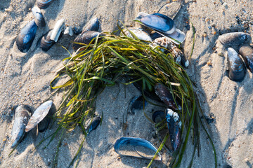 Strandfund - angespülte Algen und leere Muscheln © loerke.foto