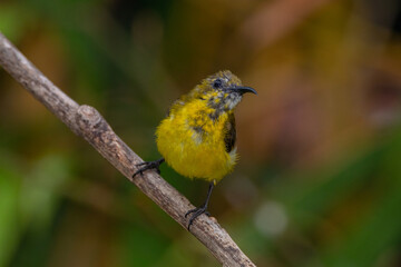 The garden sunbird (Cinnyris jugularis), previously known as the olive-backed sunbird, is a species of passerine bird in the family Nectariniidae