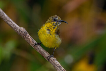 The garden sunbird (Cinnyris jugularis), previously known as the olive-backed sunbird, is a species of passerine bird in the family Nectariniidae