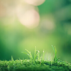 Obraz premium Super macro close-up of tiny dew drops on mosses grasses , ready to be placed as a letter for artwork.