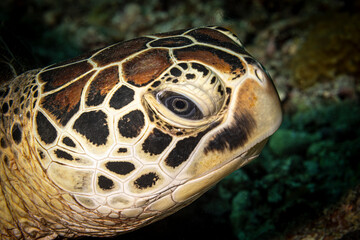 Sea turtle head, Mabul, Malaysia