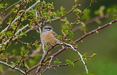 Bruant fou,.Emberiza cia, Rock Bunting