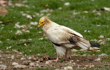 Vautour percnoptère , Percnoptère d'Égypte, Neophron percnopterus, Egyptian Vulture