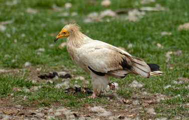 Vautour percnoptère , Percnoptère d'Égypte, Neophron percnopterus, Egyptian Vulture