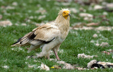Vautour percnopt&egrave;re , Percnopt&egrave;re d'&Eacute;gypte, Neophron percnopterus, Egyptian Vulture