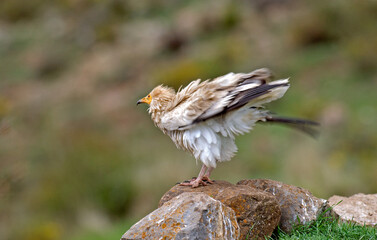 Vautour percnoptère , Percnoptère d'Égypte, Neophron percnopterus, Egyptian Vulture