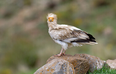 Vautour percnoptère , Percnoptère d'Égypte, Neophron percnopterus, Egyptian Vulture