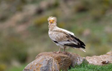 Vautour percnoptère , Percnoptère d'Égypte, Neophron percnopterus, Egyptian Vulture