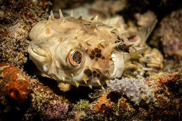 Puffer fish, Kapalai, Malaysia