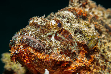 Scorpion fish, Red Sea, Egypt