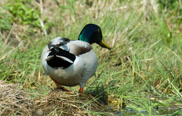 Canard colvert,. Anas platyrhynchos, Mallard, mâle
